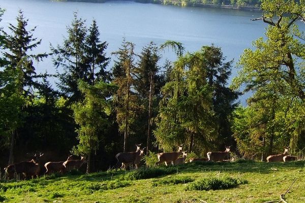 WILDTIERPARK AM EDERSEE