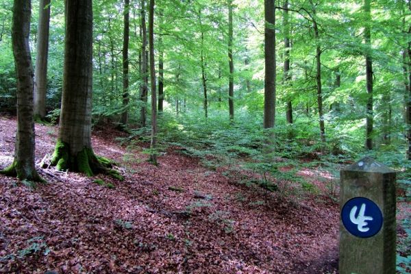 BUCHENURWALD